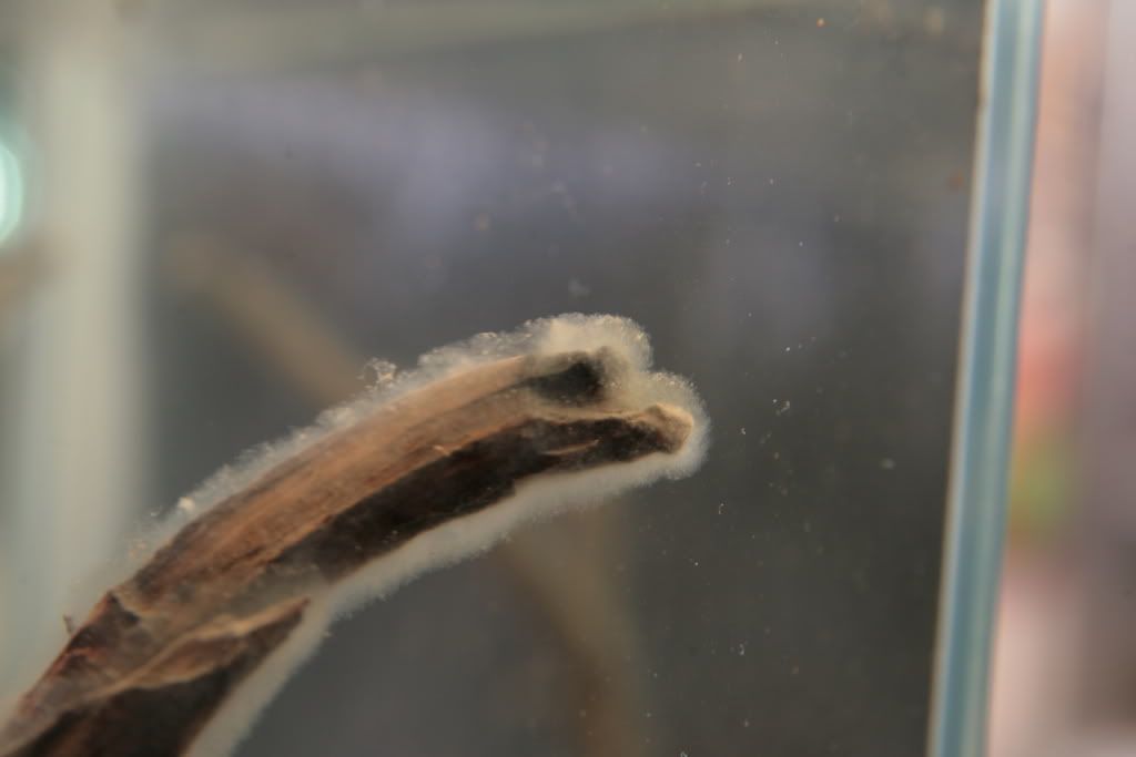 Fuzzy white stuff on my driftwood. HELP! The Planted Tank Forum